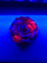 Load image into Gallery viewer, 4 inch Flower Silicone Mold